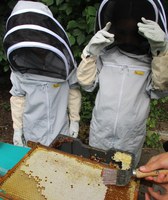 The Bees are a Buzzing!