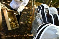 Year 2 Bee-Keeping Workshop